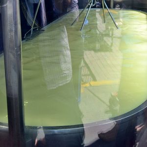 Cheese in process 500