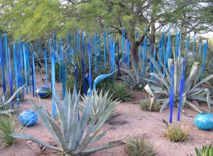 Blue-Agave-Plant agave plant, tequilla, southwest, mexico, guadaljara