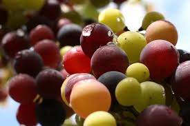 Groupon-Wine-of-the-Month grapes, groupon